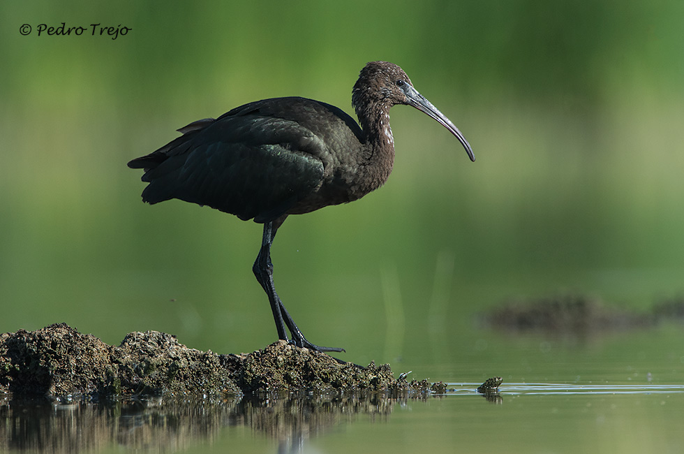 Morito (Plegadis falcinellus)